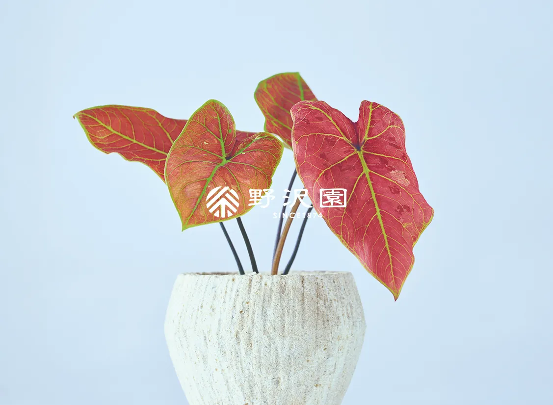 カラジウム・ニューウェーブ