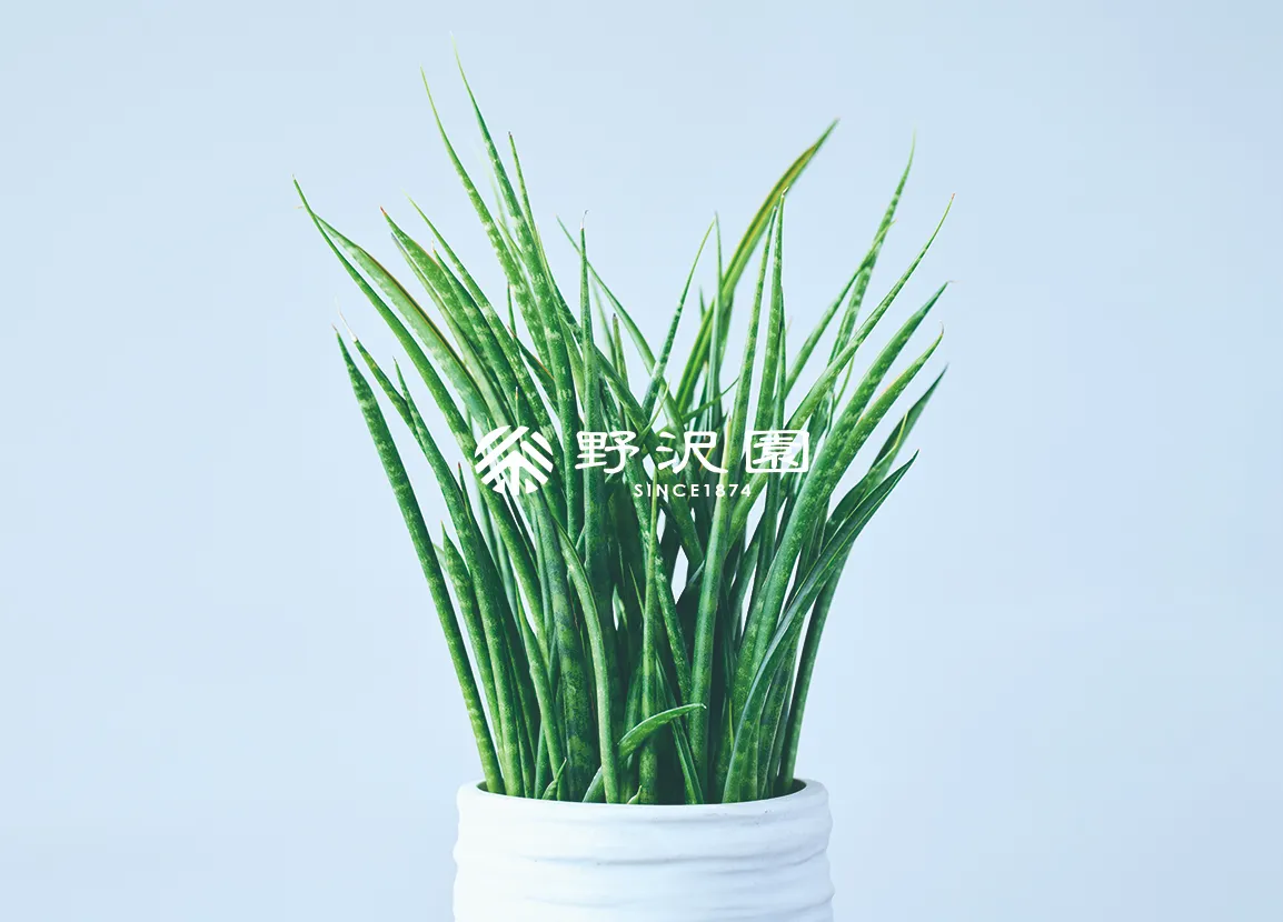 サンセベリア・ファーウッド・ミカド