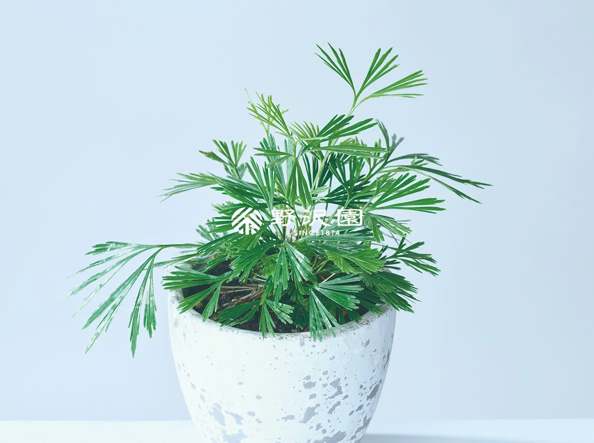 アクティニオプテリス・オーストラリス