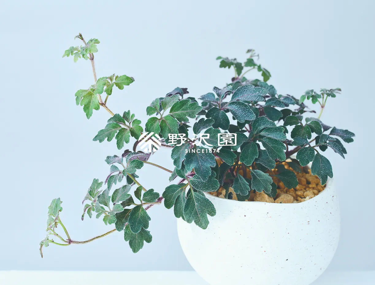 ミカニア・テルナタ