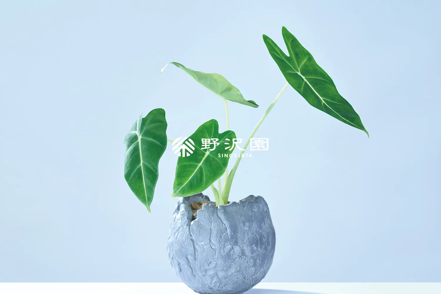 アロカシア・グリーンベルベッド