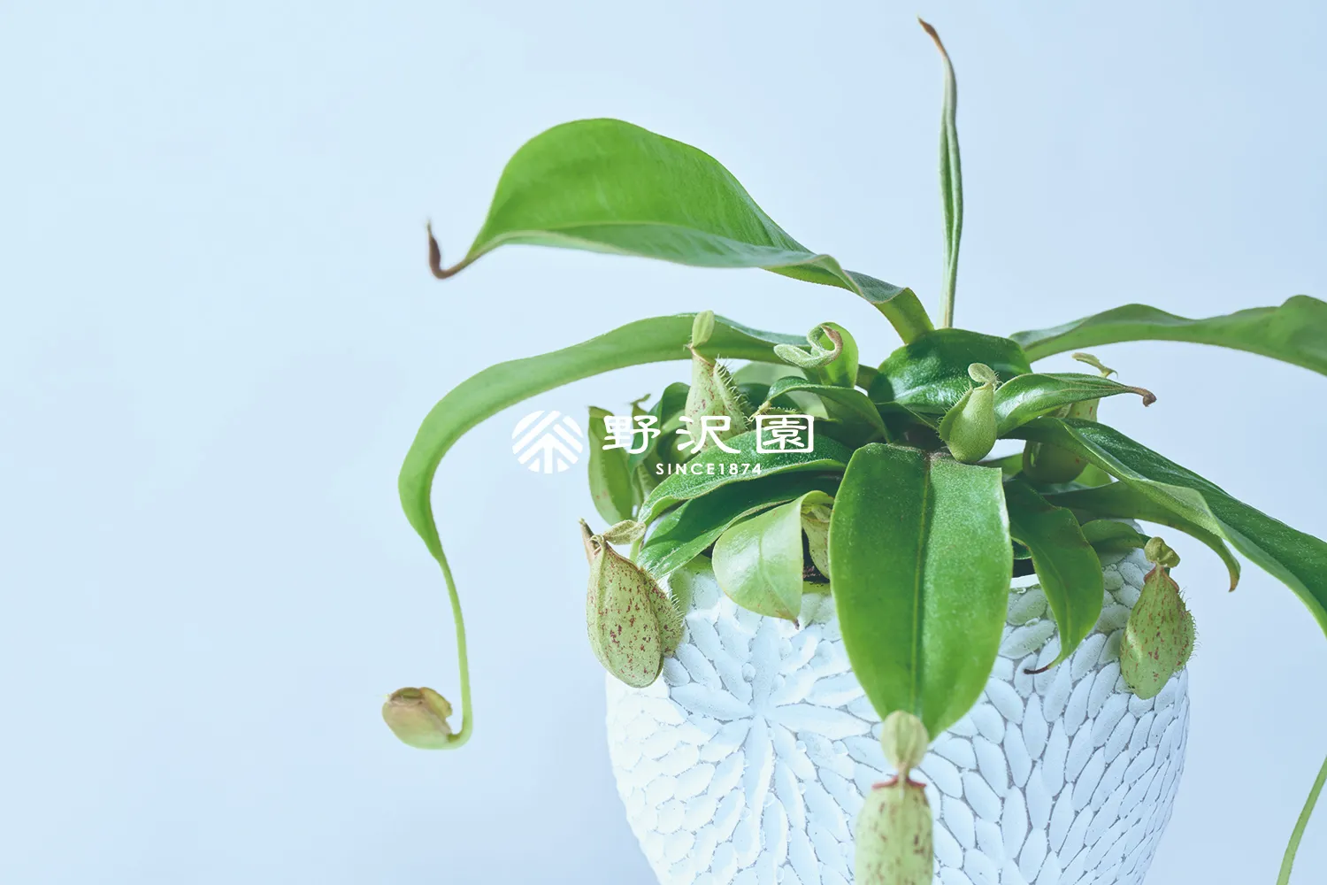 ネペンテス・フーケリアナ