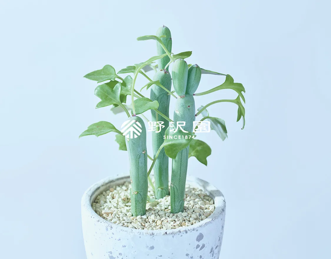 七宝樹（シッポウジュ）