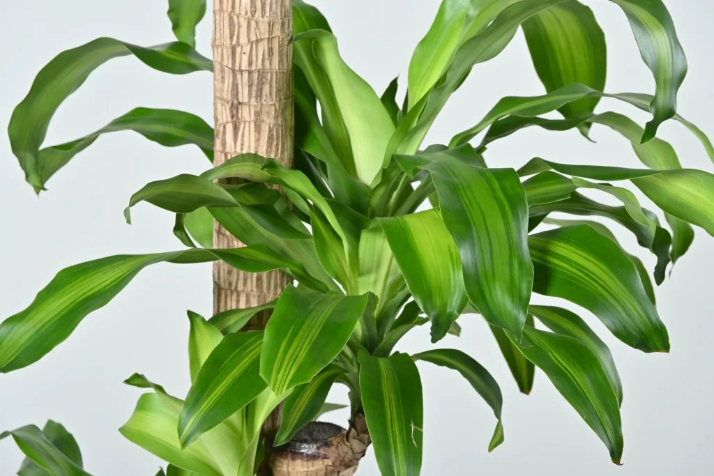 ドラセナマッサンゲアナ　野沢園blog