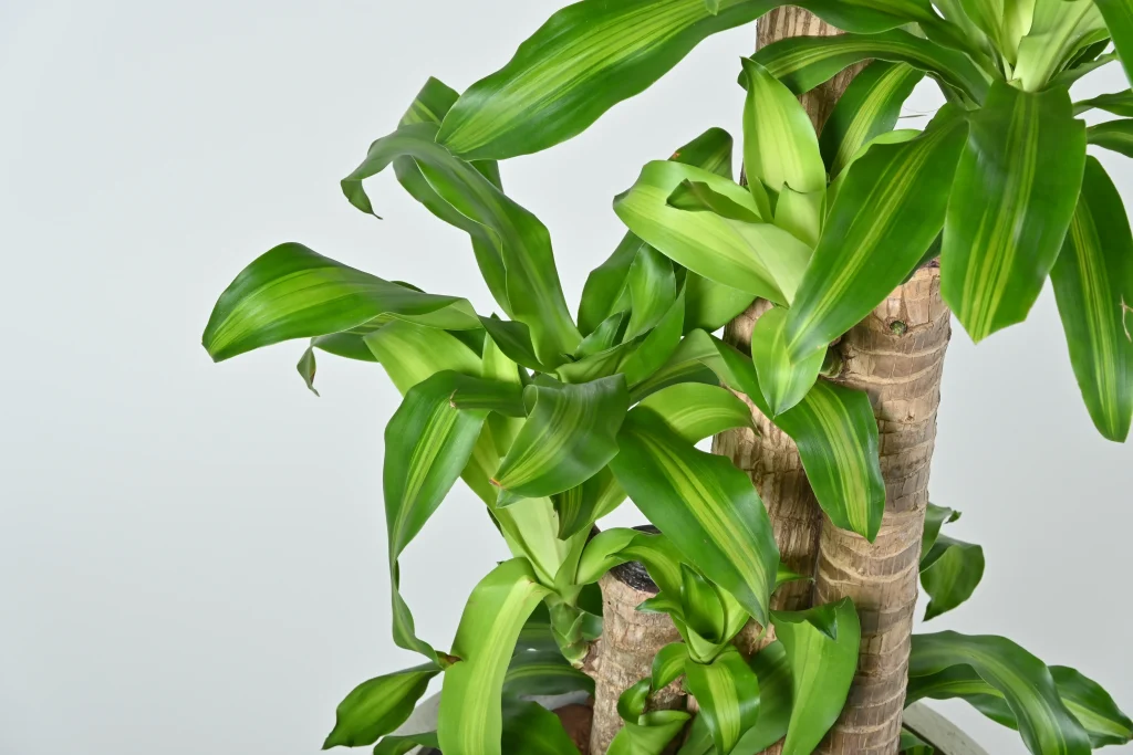 ドラセナマッサンゲアナ　野沢園blog