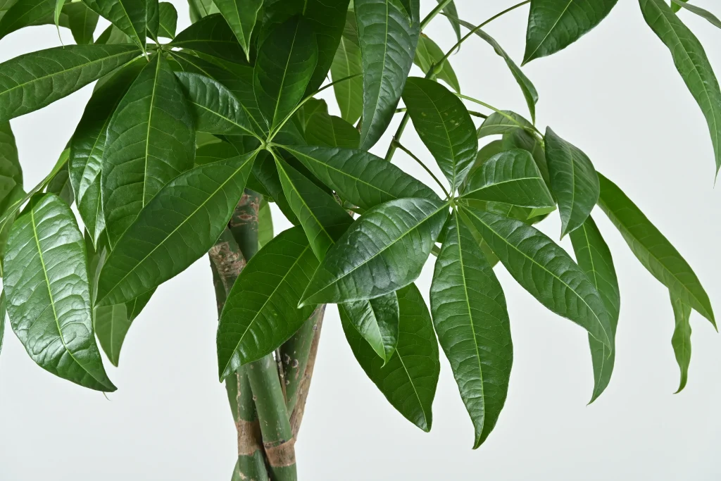 パキラ　野沢園blog