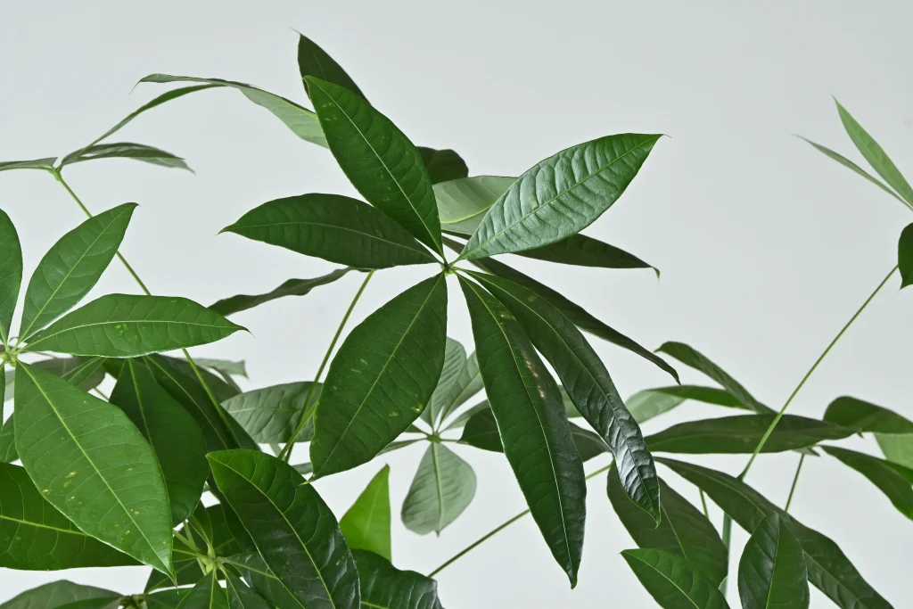 パキラ　野沢園blog