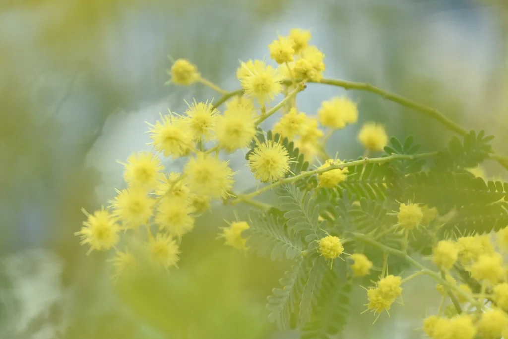 ミモザ　野沢園ブログ