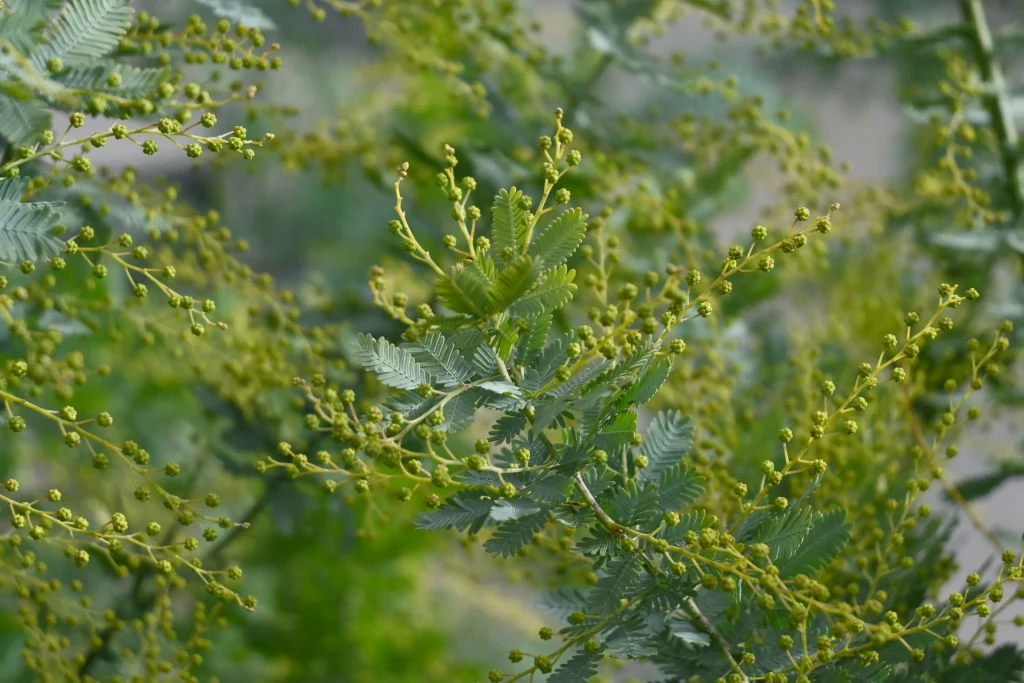 ミモザアカシア　野沢園ブログ