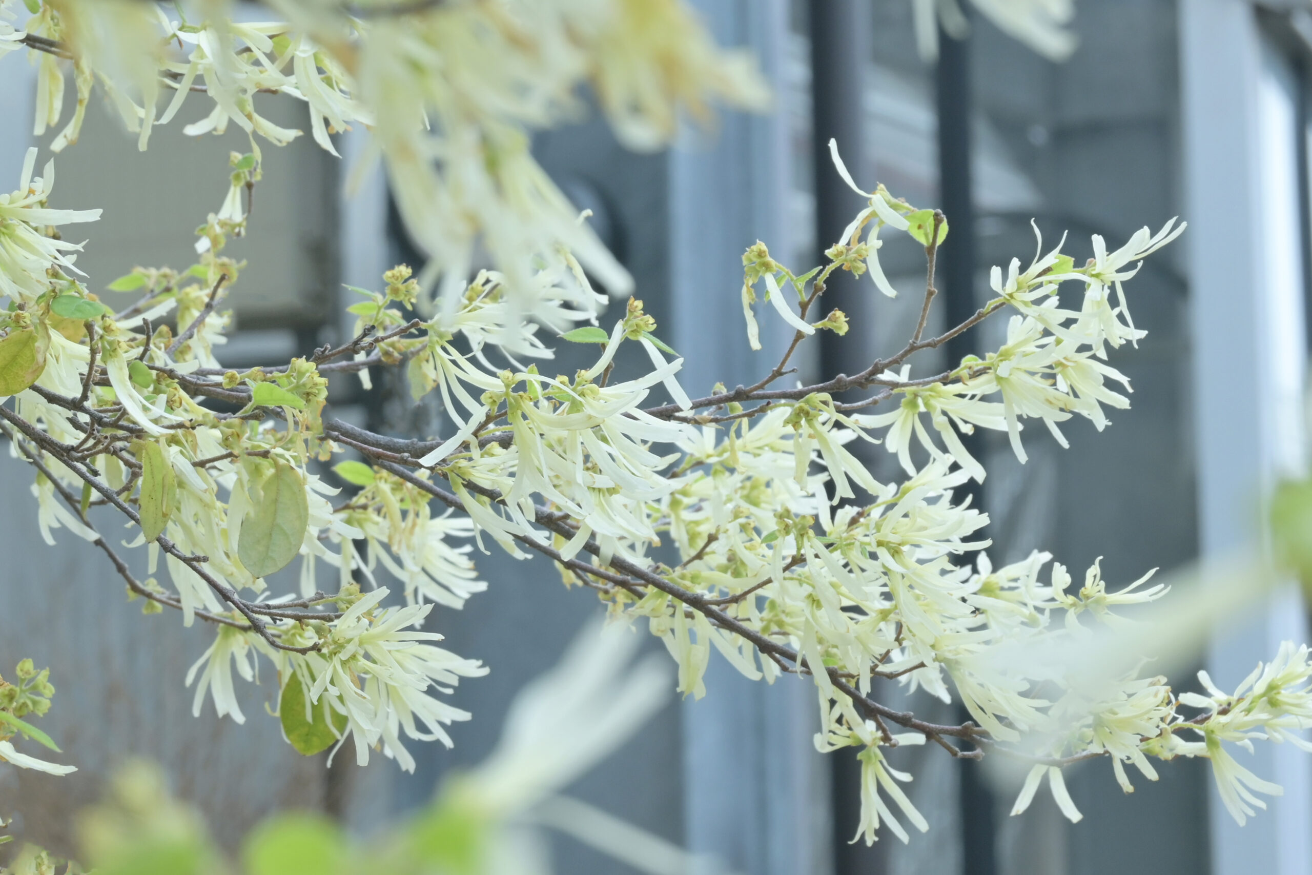 トキワマンサクの花　野沢園blog