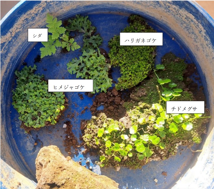 野沢園ブログ 雑草でつくるテラリウム