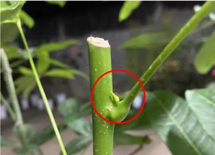 パキラ　新芽　野沢園blog