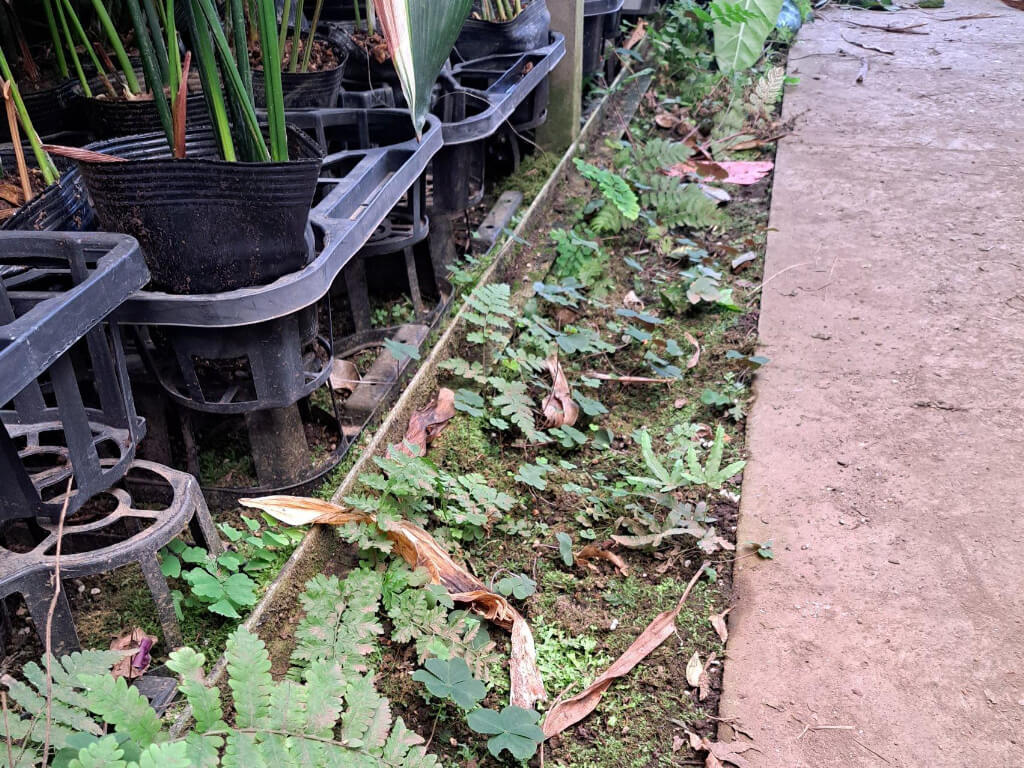 野沢園ブログ 雑草でつくるテラリウム