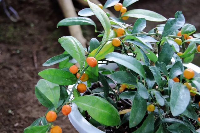 キンズ　野沢園ブログ