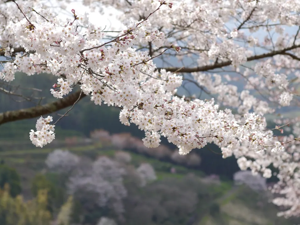 サクラの寿命について 野沢園ブログ