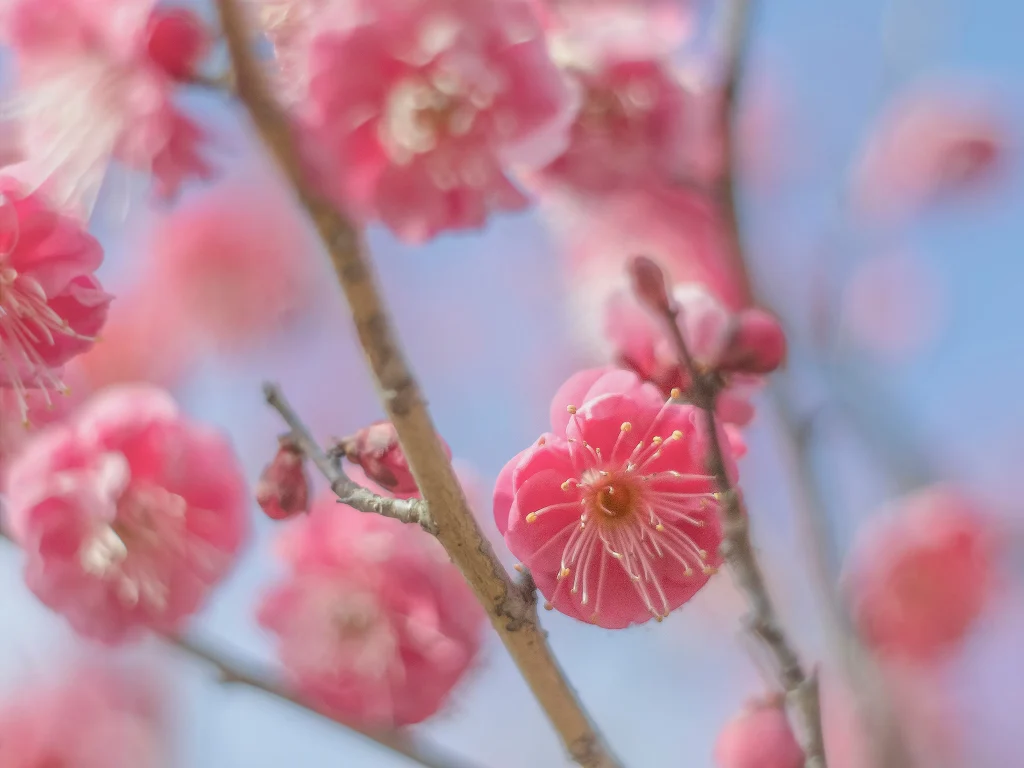 梅の花　野沢園ブログ
