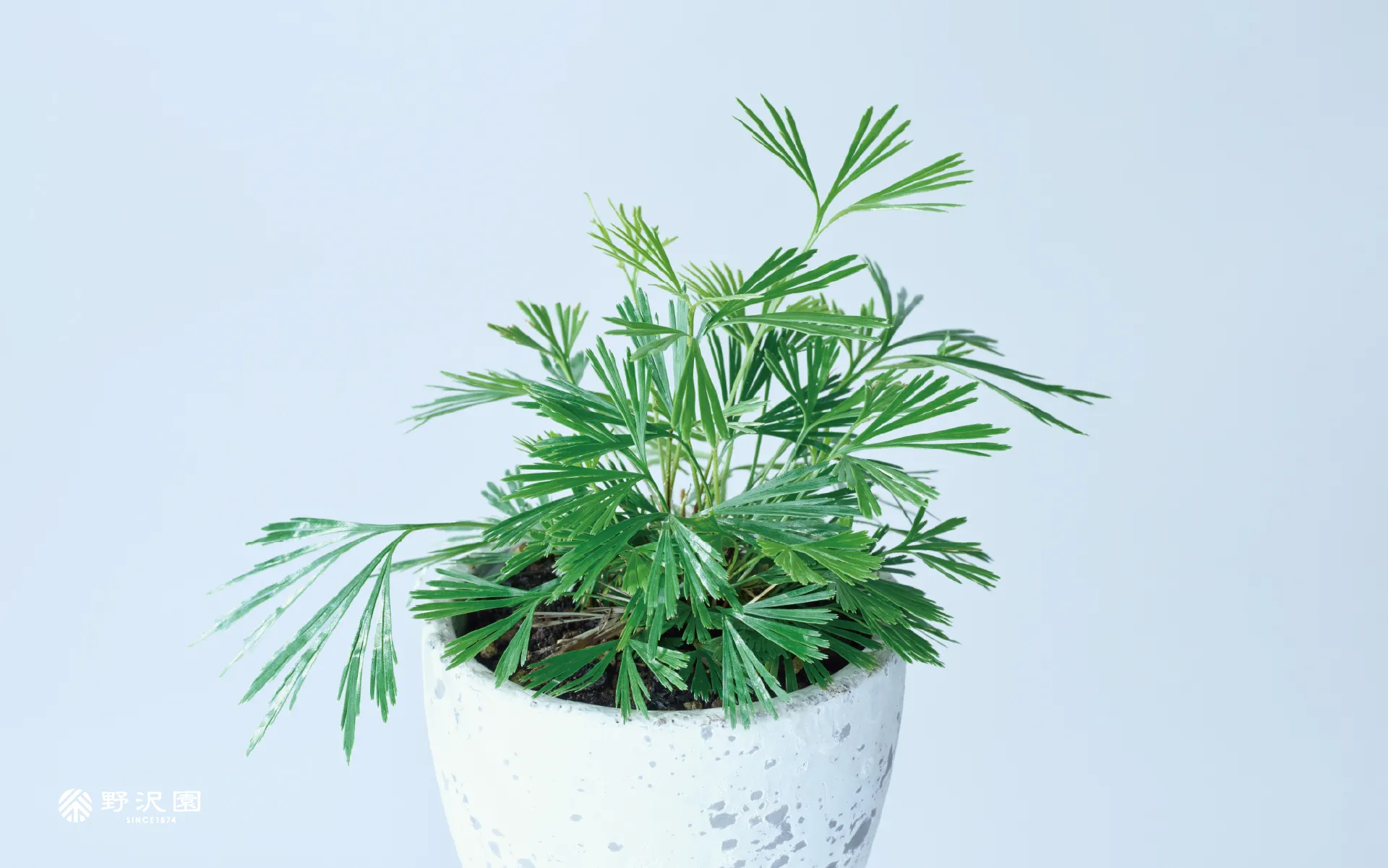 野沢園植物カレンダー2026年3月分