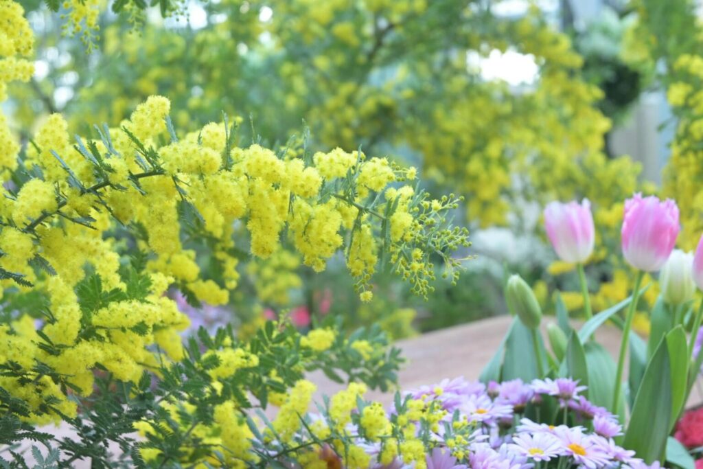 ミモザ　野沢園ブログ