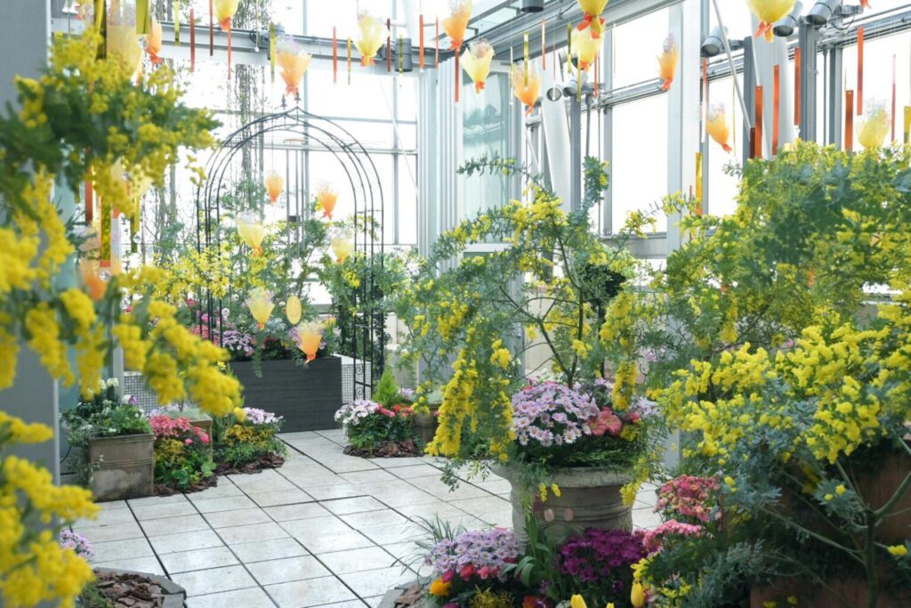 野沢園ブログ　ミモザ