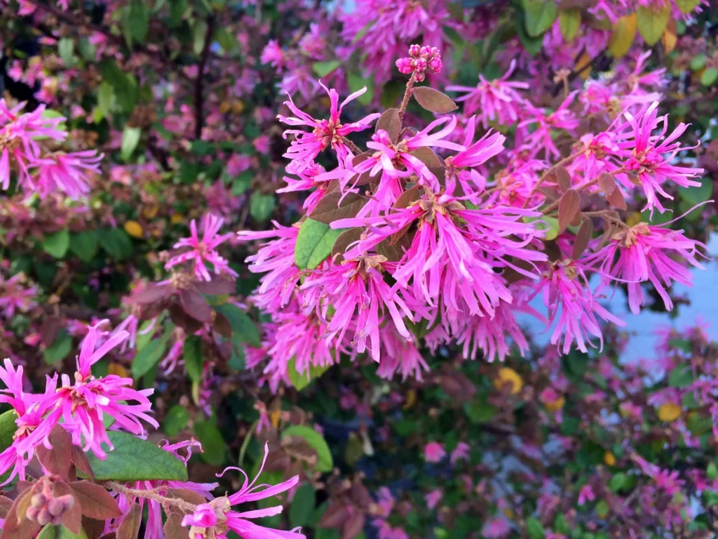 ベニバナトキワマンサク 野沢園ブログ
