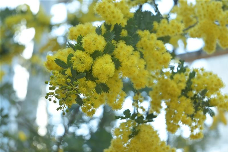ミモザ　野沢園ブログ　ファンケル春のガーデン