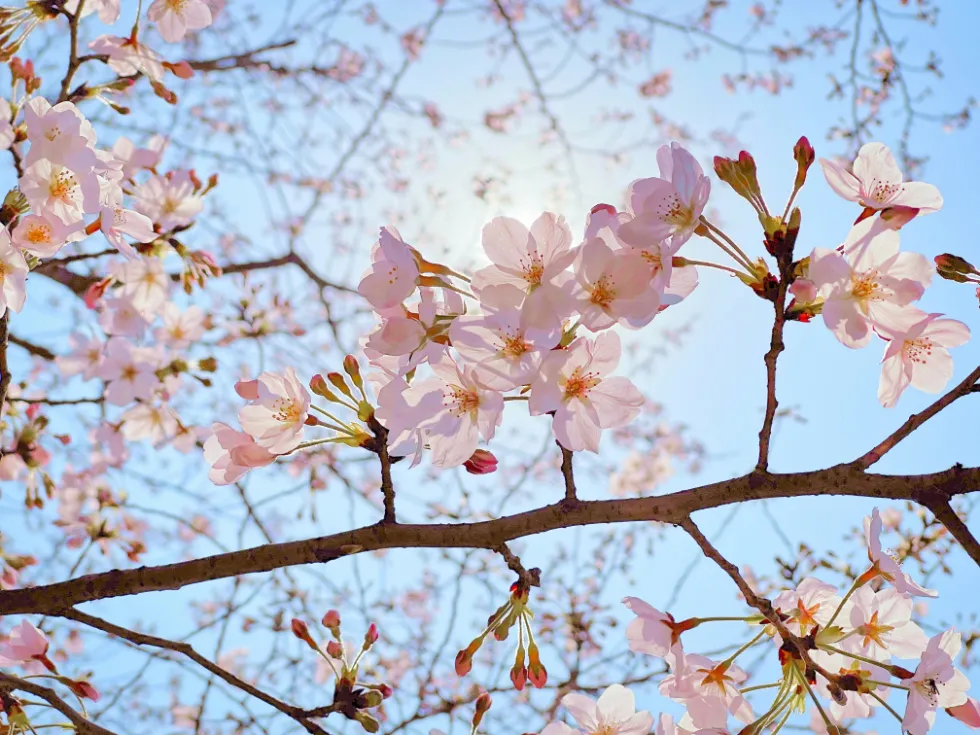 サクラの花色について　野沢園ブログ　造園部
