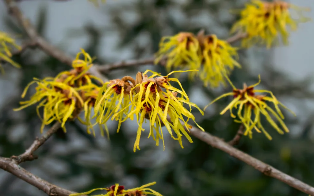 トキワマンサク 野沢園ブログ