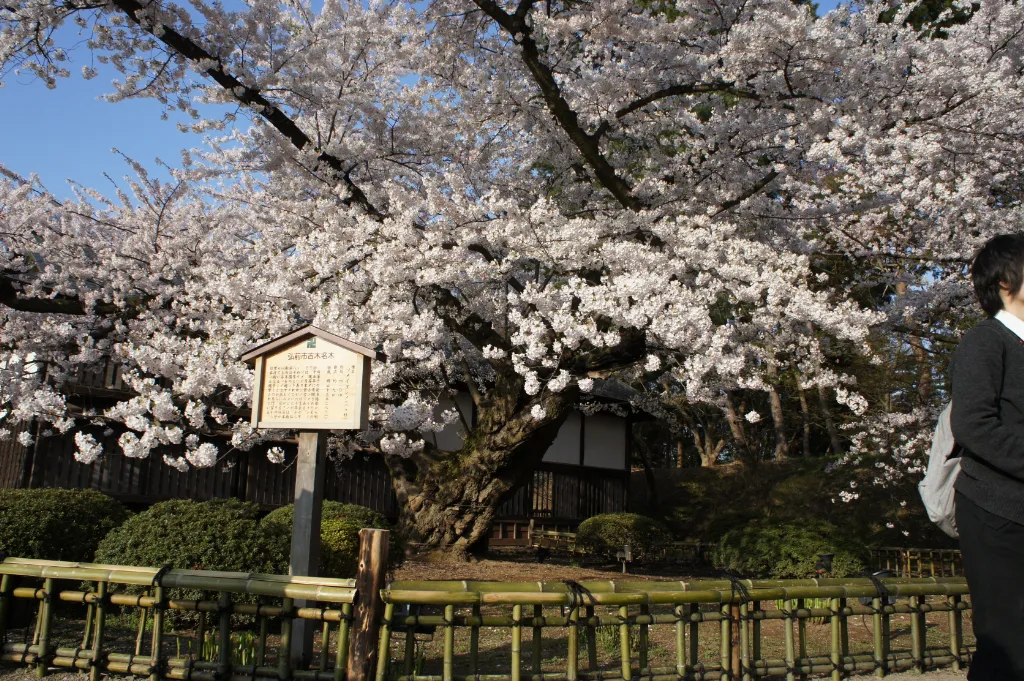 弘前公園ソメイヨシノ 野沢園ブログ 造園部
