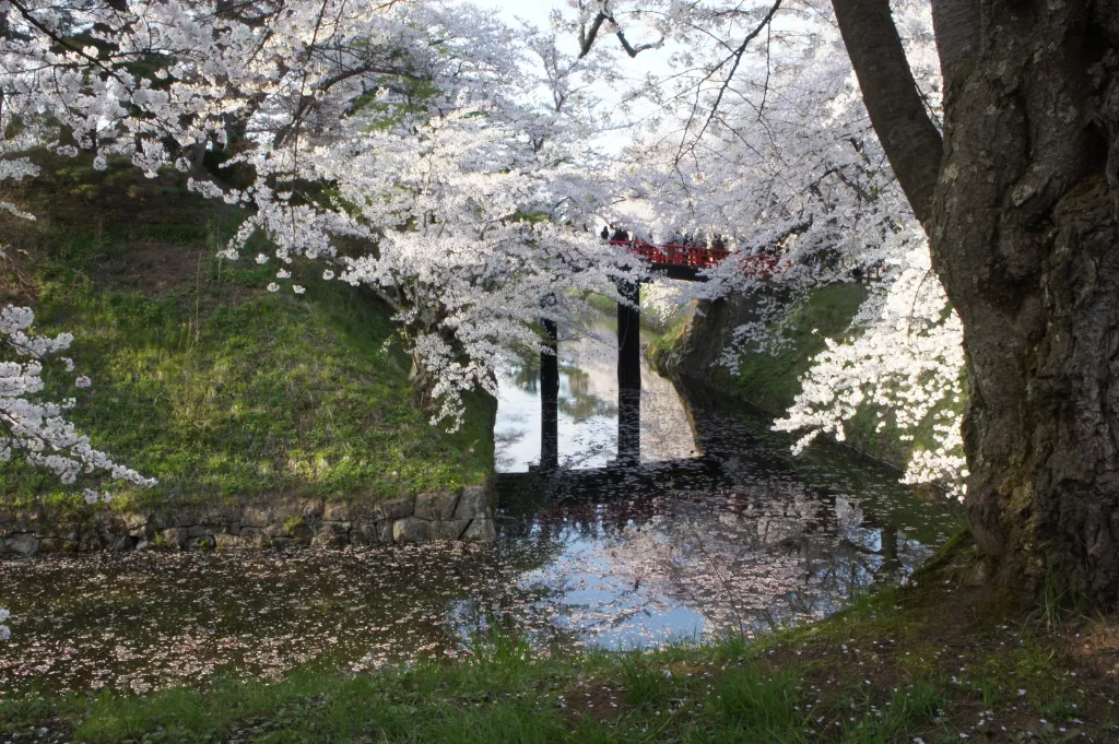 弘前公園ソメイヨシノ　野沢園ブログ　造園部