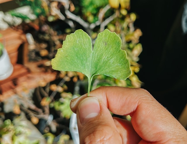 イチョウの葉　野沢園ブログ