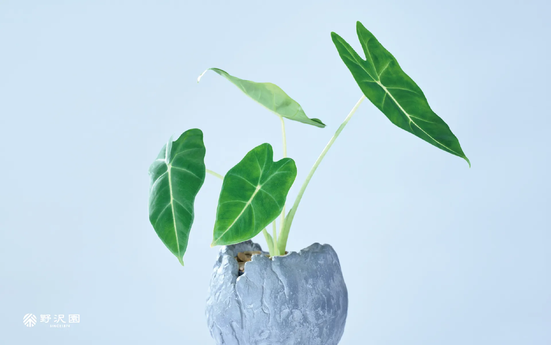 野沢園植物カレンダー2026年3月分