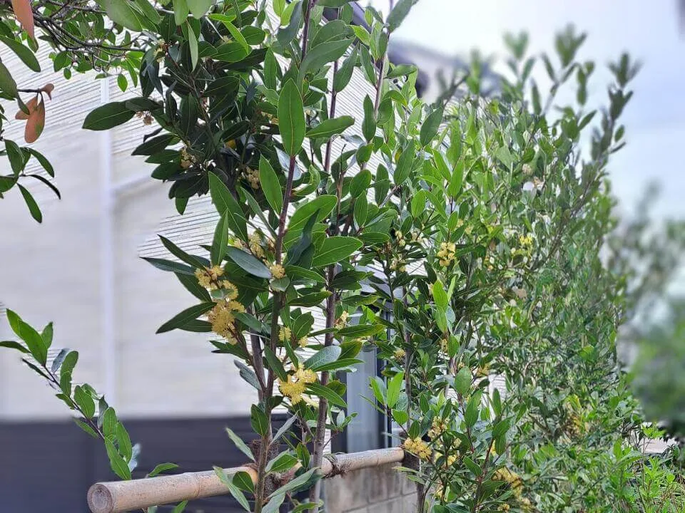 ゲッケイジュ 野沢園ブログ