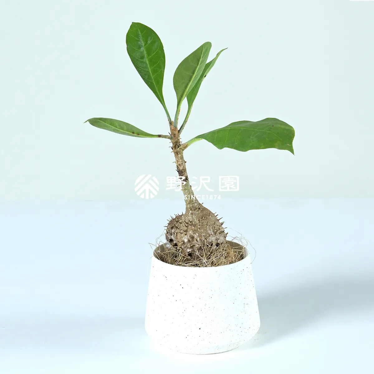ヒドノフィツム