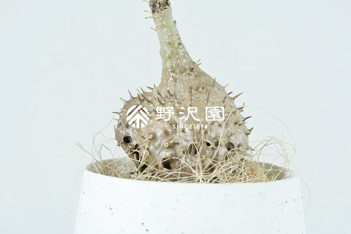 ヒドノフィツム
