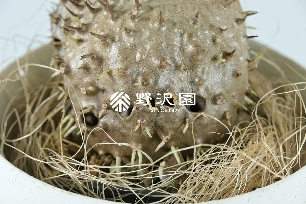 ヒドノフィツム