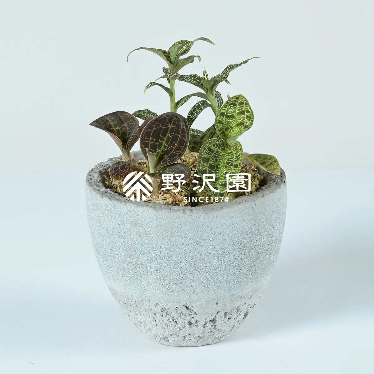 希少　♡オールカット　瑪瑙　卵♡　ジオード　ピンク✕グリーン レース瑪瑙 ピンクアメジスト アゲート ジオード 晶洞 原石 その他置物