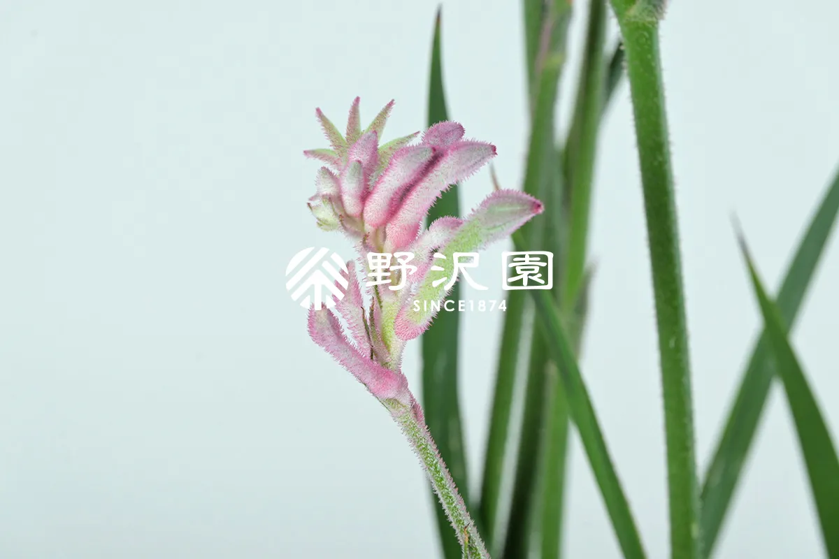 カンガルーポー