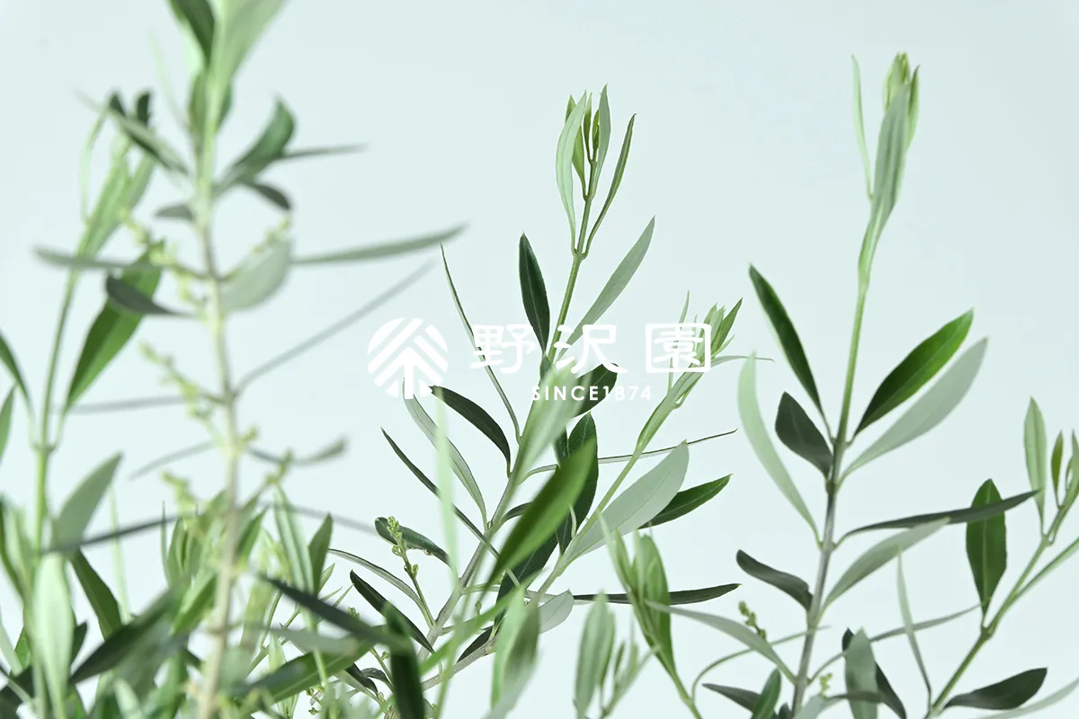 オリーブ