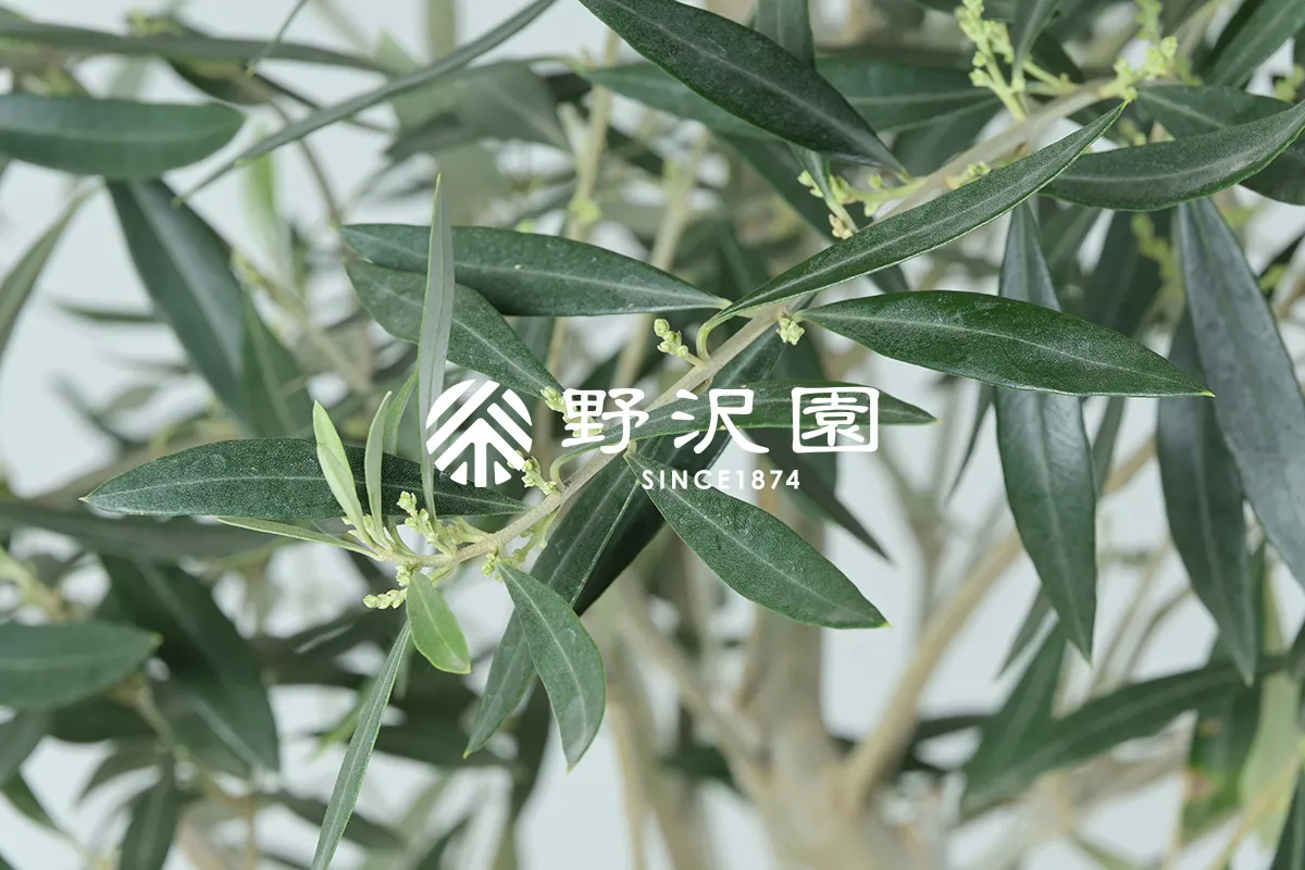 オリーブ