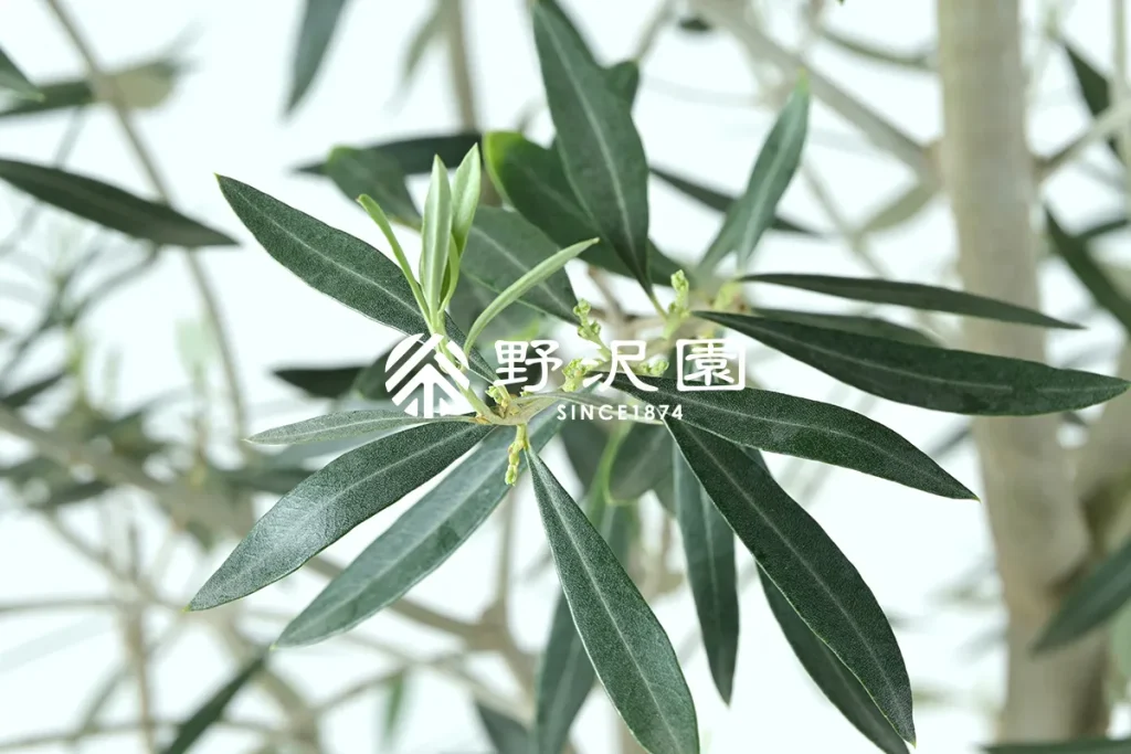 オリーブ 野沢園植物図鑑