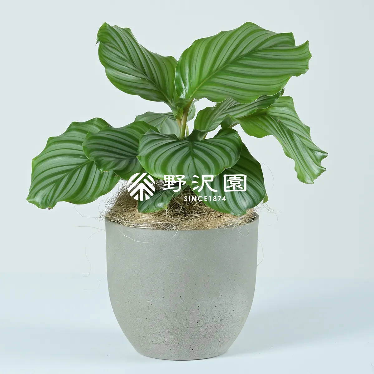 カラテア・オルビフォリア