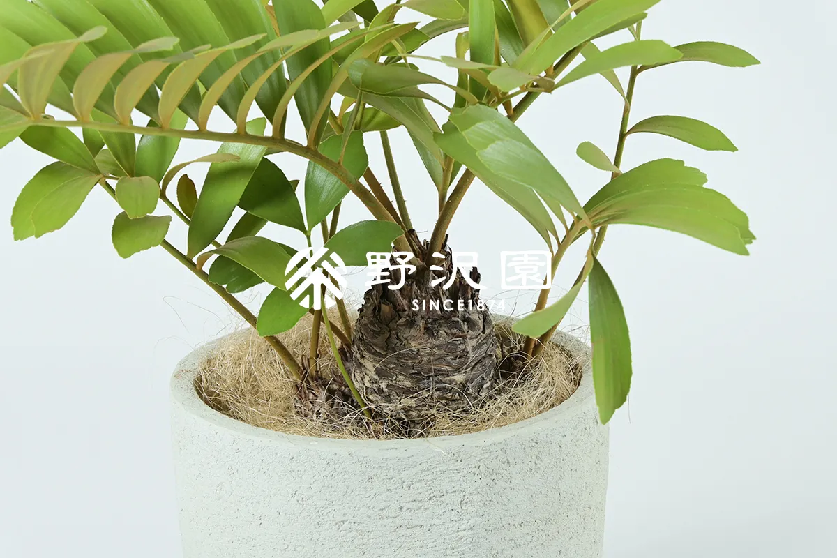 ザミア