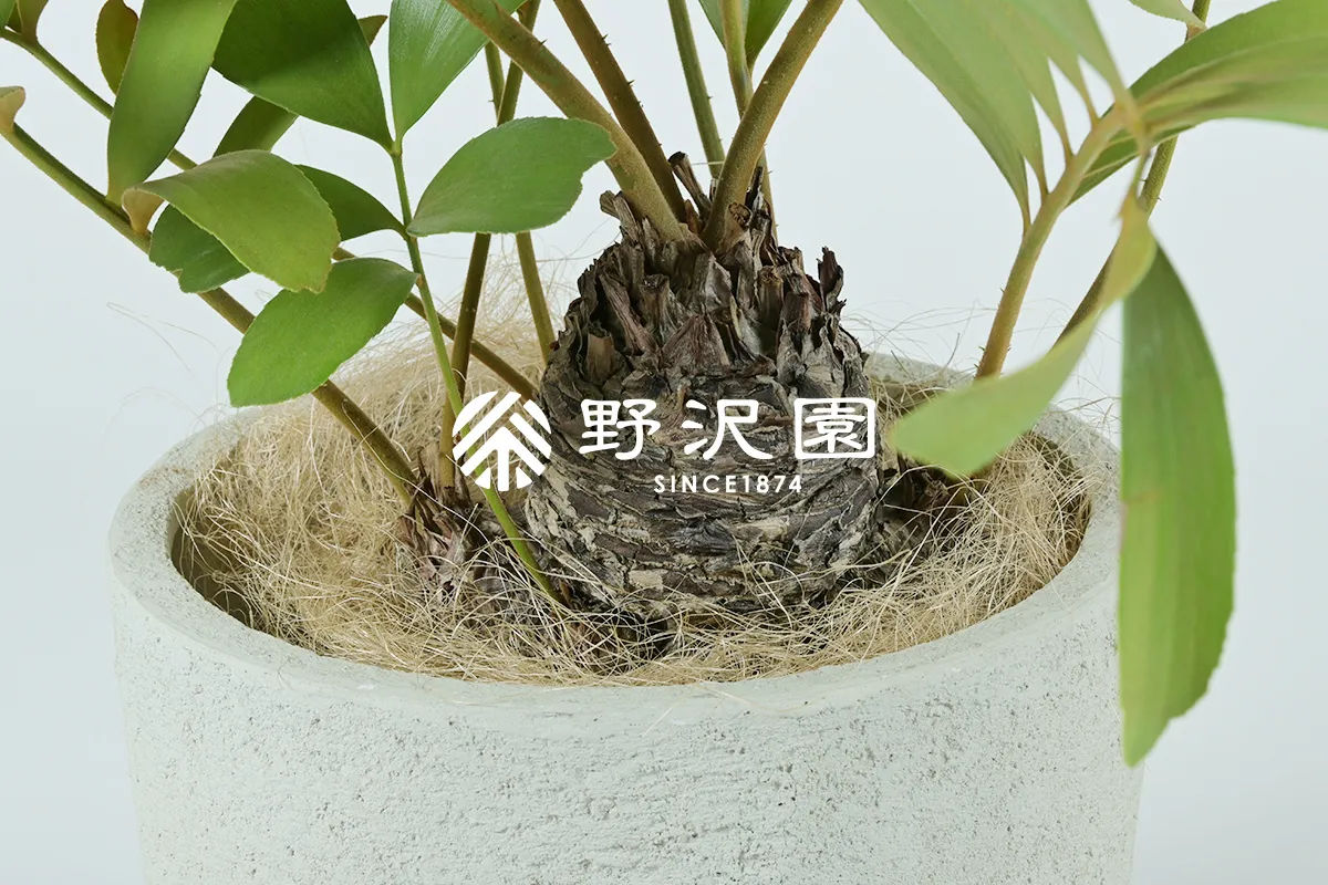 ザミア