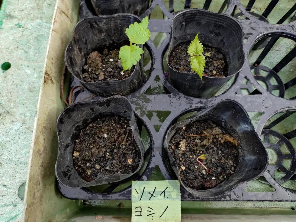 ソメイヨシノの発芽　野沢園ブログ