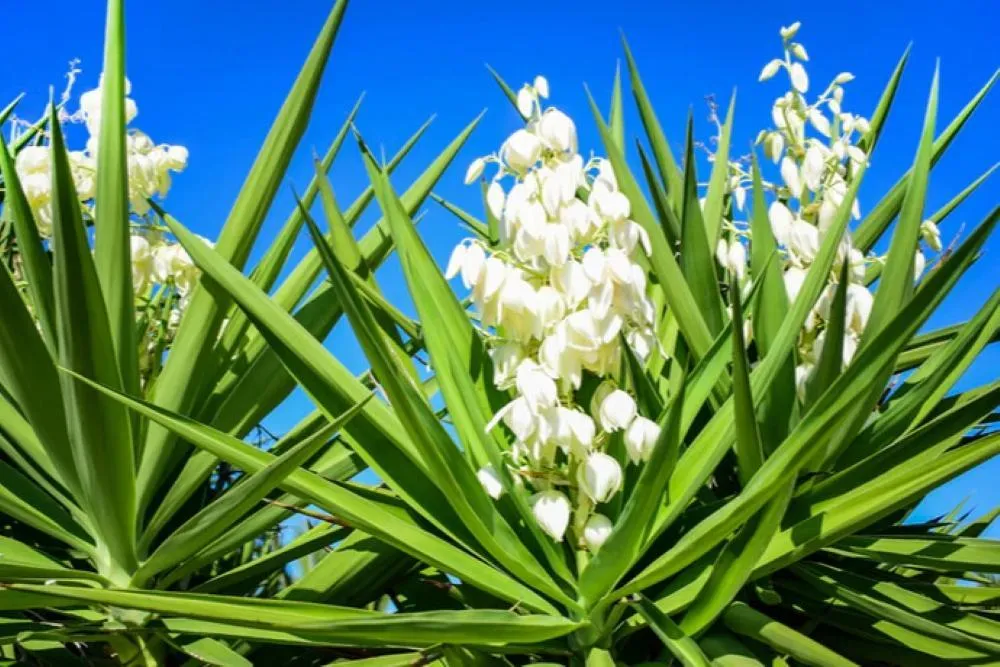 ユッカの花　縁起の良い植物　野沢園ブログ