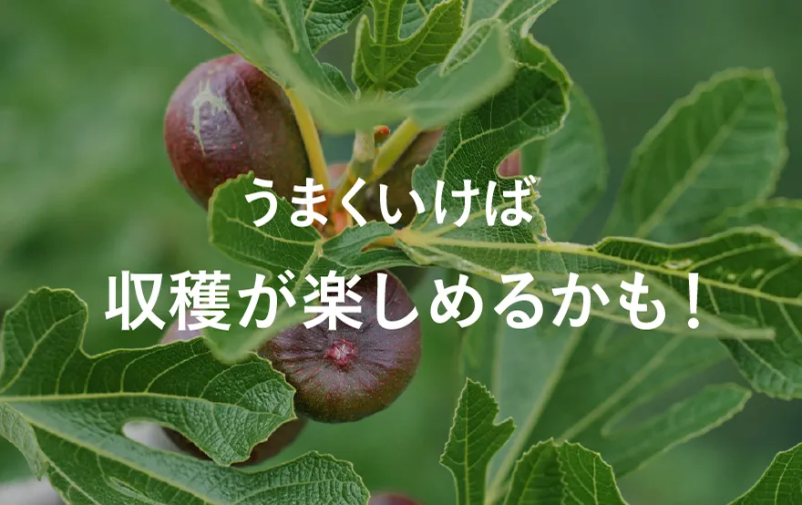 おいしい実がなる