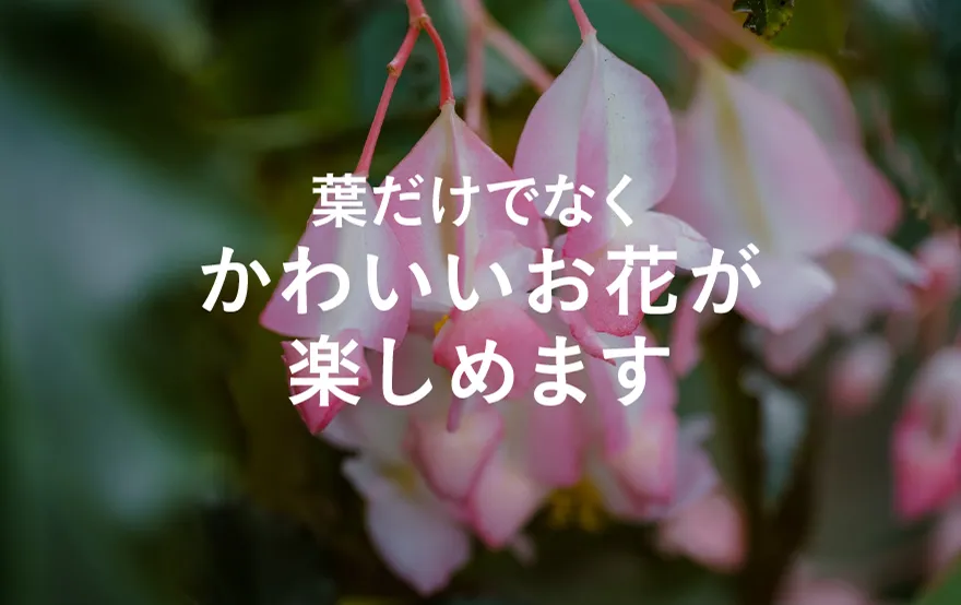 お花も楽しめる