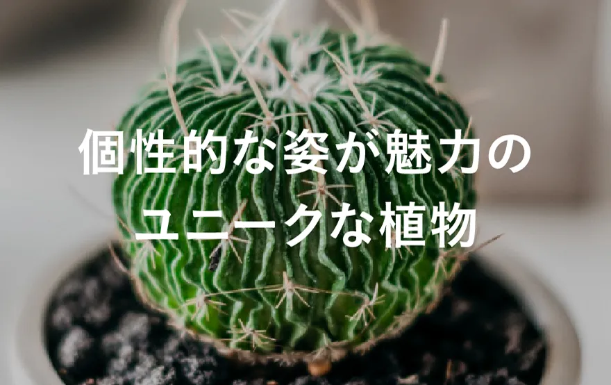珍奇植物