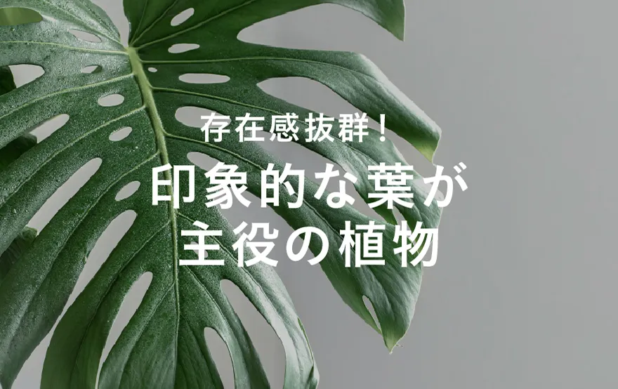 大きな葉がきれい