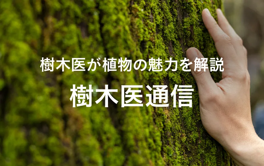 みどりを観る
